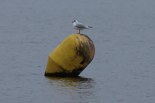 A cold, lonely spectator during Alton Water Fox's Marina Frostbite Series Week 1 photo copyright Tim Bees taken at Alton Water Sports Centre