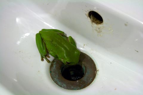 The green frog which had taken up residence in the sink photo copyright Liz Potter taken at 