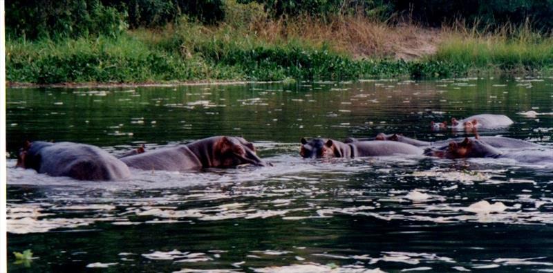 Hippos photo copyright Liz Potter taken at 