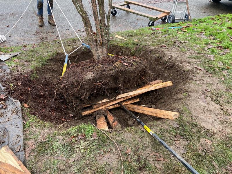 The root ball emerges from Seattle dirt photo copyright David Schmidt taken at Bellingham Yacht Club