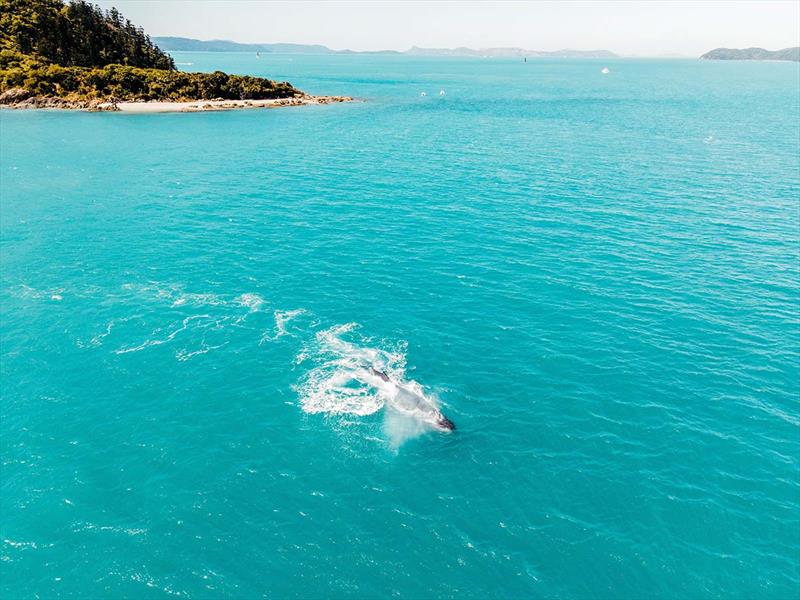 Whales came out to play near the south side of South Mole Island - Airlie Beach Race Week - photo © Colours and Clouds Media