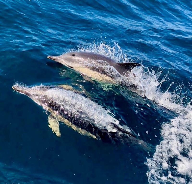 Whilst racing, crews are treated to some spectacular marine life and Pascal Bakker on board the Dutch J/122 Junique Raymarine Sailing Team captured these wonderful dolphins breaching in the bow of the boat photo copyright Pascal Bakker taken at Royal Ocean Racing Club