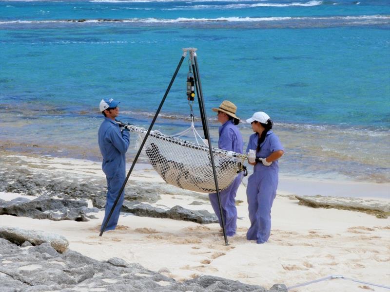 Providing medicine - photo © NOAA Fisheries