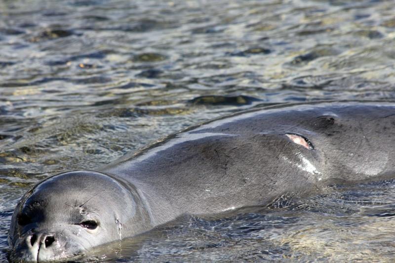 We treat injuries - photo © NOAA Fisheries