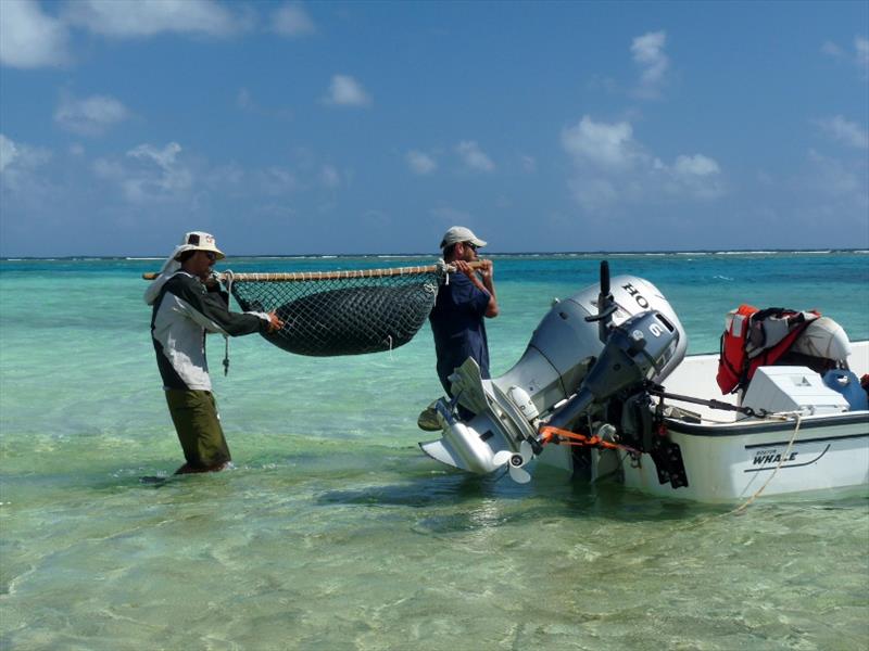 Relocating pups - photo © NOAA Fisheries
