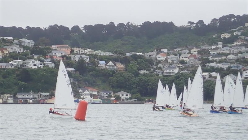 Sean Kensington - leads the 2019 Tauranga Cup P class fleet at Evans Yacht & Motor Boat Club - photo © Kohimaramara YC