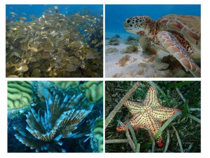 Lots of marine life and snorkeling opportunities in crystal clear waters. - photo © Rod Morris