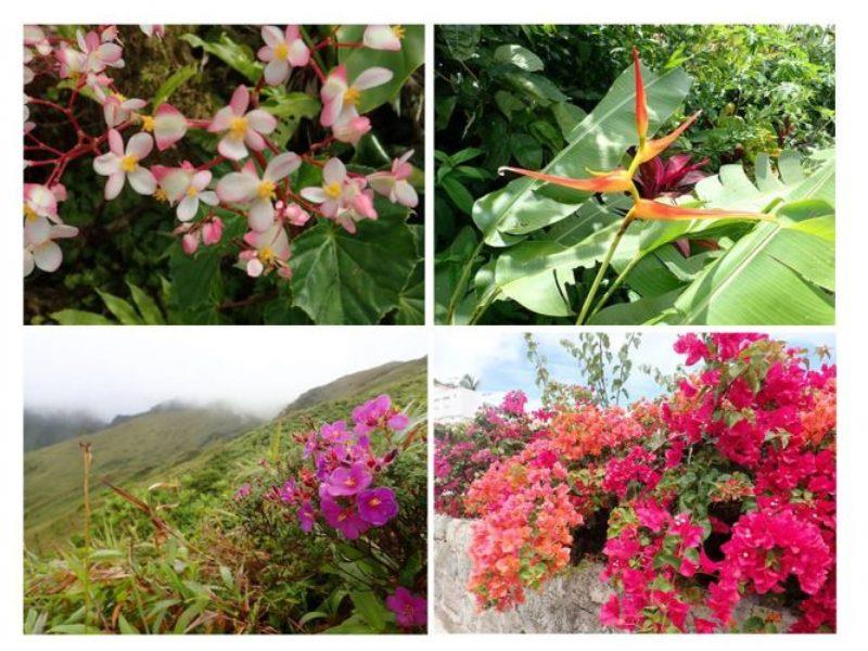 Beautiful flowers and incredible hiking terrain in the Islands that touch the clouds. - photo © Rod Morris