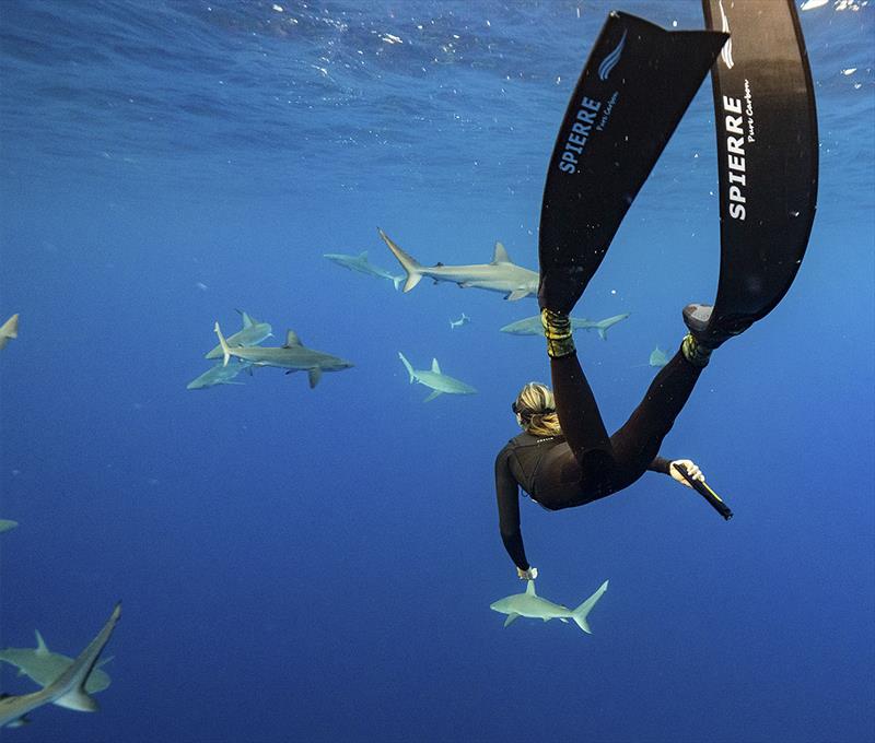 Swimming with sharks - good to have one of Ocean Guardian's eSpears nearby photo copyright Andre Rerekura taken at 