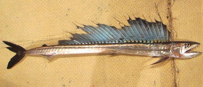 Lancetfish image captured by fisheries observer photo copyright NOAA Fisheries / Holly Naholowaa taken at 