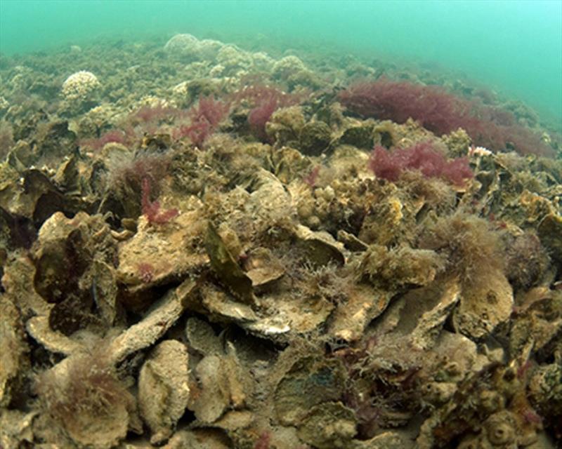 Restored oyster reefs can improve water quality photo copyright NOAA Fisheries taken at 