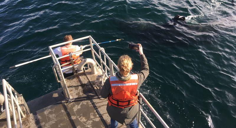 Researcher Ryan Freedman prepares to tag a basking shark photo copyright Pike Spector / NOAA taken at 