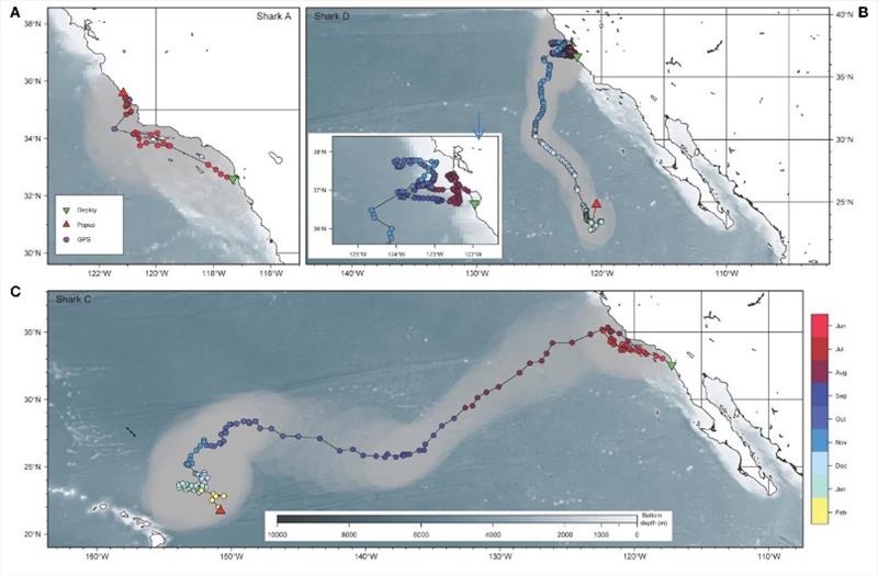 Geographic movements of 3 basking sharks tagged off California in 2010-2011. Movements of shark A over 51 days, shark D over 180 days, shark C over 240 days including tagging and tag pop-up location, GPS locations and light-based geolocation estimates. - photo © NOAA Fisheries