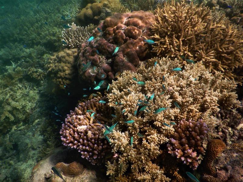 Coral at Yadua Island photo copyright Andrew and Clare Payne / Freedom and Adventure taken at 