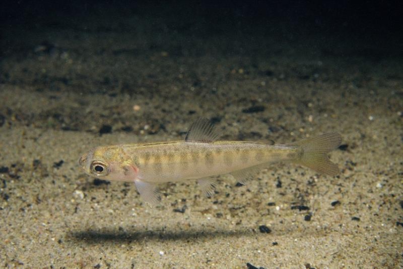 Juvenile Chinook salmon. - photo © U.S. Fish and Wildlife Service