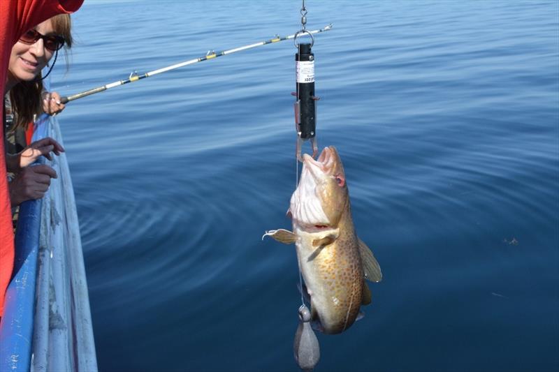 Atlantic cod on descending device photo copyright NOAA Fisheries Greater Atlantic Regional Fisheries Office taken at 