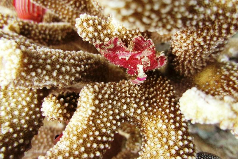 Leaf Scorpionfish photo copyright NOAA Fisheries taken at 