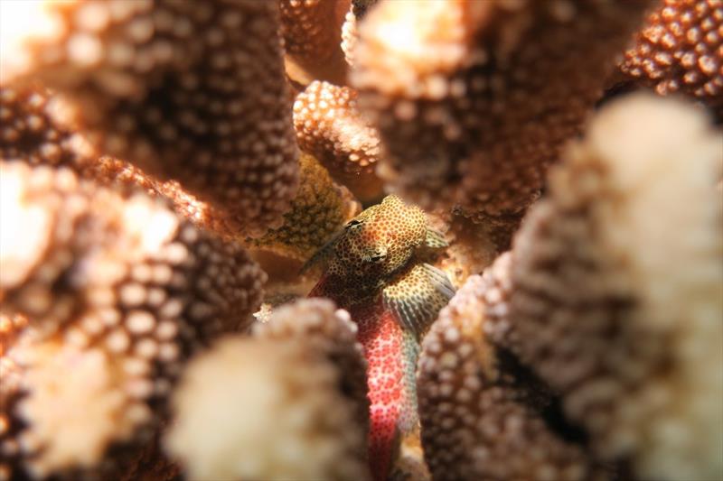 A spotted coral blenny (Exallias brevis) makes its home among branches of a Pocillopora grandis colony in shallow waters of Ko Olina. For this species of blenny, coral provides shelter and food. Spotted coral blennies feed exclusively on live coral tissue photo copyright NOAA Fisheries / Mollie Asbury taken at 