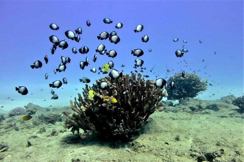 As the divers survey the reefs around Ni'ihau, they encounter more rocks, boulders, and pavement than dense coral reef. Here, a few solitary Pocillopora grandis coral colonies serve as a welcome shelter for these butterflyfish and damselfish. - photo © NOAA Fisheries / Ari Halperin