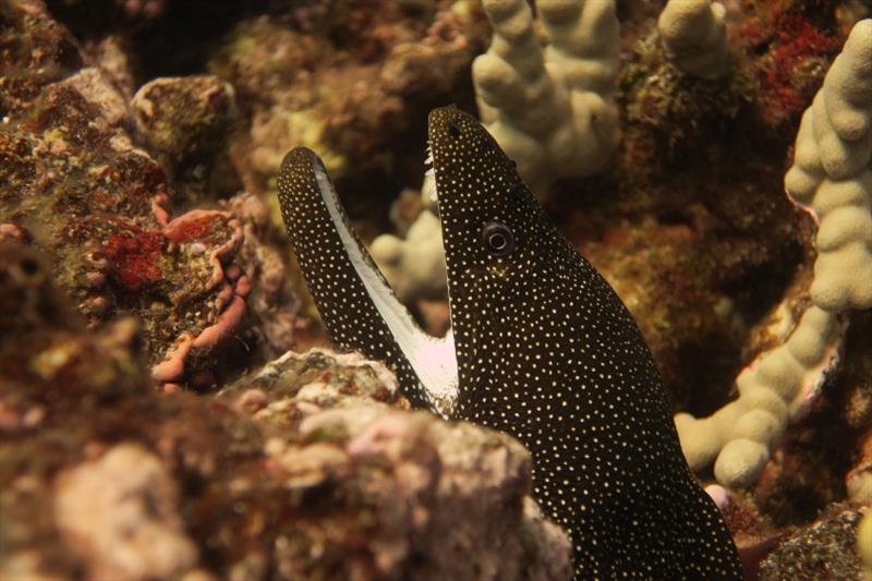 Moray eels are common predators around Hawaiian Islands. Some speculate that eels are common due to a lack of competition – the data that we are collecting can help answer this question. This one looks menacing, but opening its mouth is how it breathes - photo © NOAA Fisheries / Kaylyn McCoy