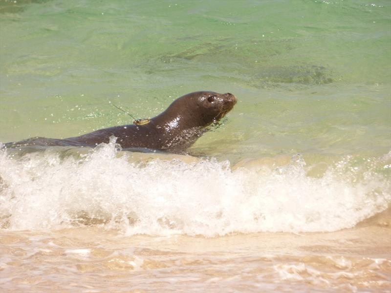 After a hook was removed from his esophagus, Hawaiian monk seal R333 swims along the shore with a satellite transmitter attached to his back photo copyright NOAA Fisheries taken at 