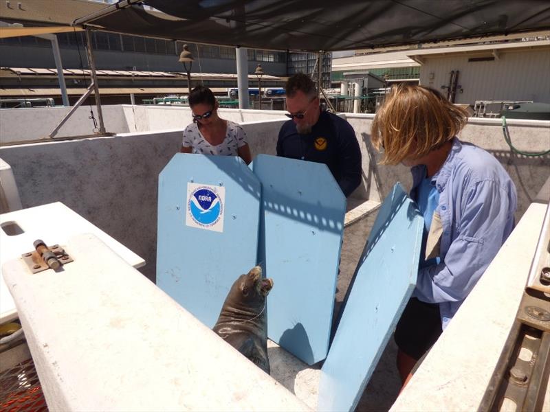 The monk seal response team transfers R333 to a holding pen for evaluation at NOAA's Inouye Regional Center. Fishing line is trailing out of his mouth photo copyright NOAA Fisheries taken at 