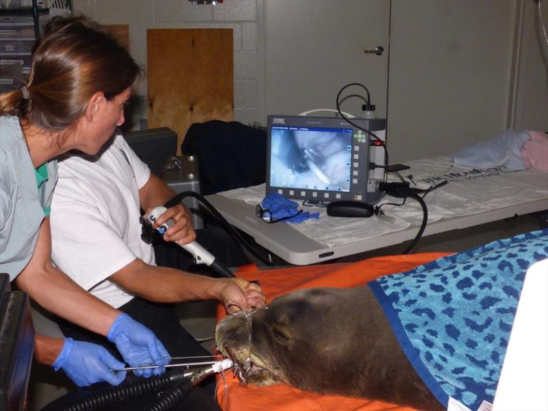 The veterinary team uses an endoscope to see the hook while dislodging it from the monk seal's cardiac sphincter photo copyright NOAA Fisheries taken at 