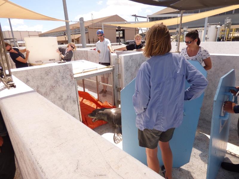 The monk seal response team transfers R333 to a holding pen for evaluation at NOAA's Inouye Regional Center. Fishing line is trailing out of his mouth. - photo © NOAA Fisheries