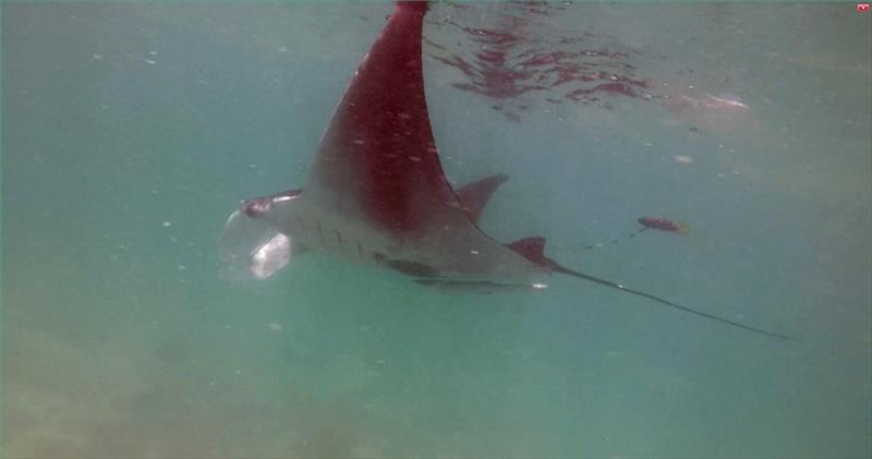 Tracking manta ray Leo - photo © Dr. Nick Farmer / NOAA Fisheries