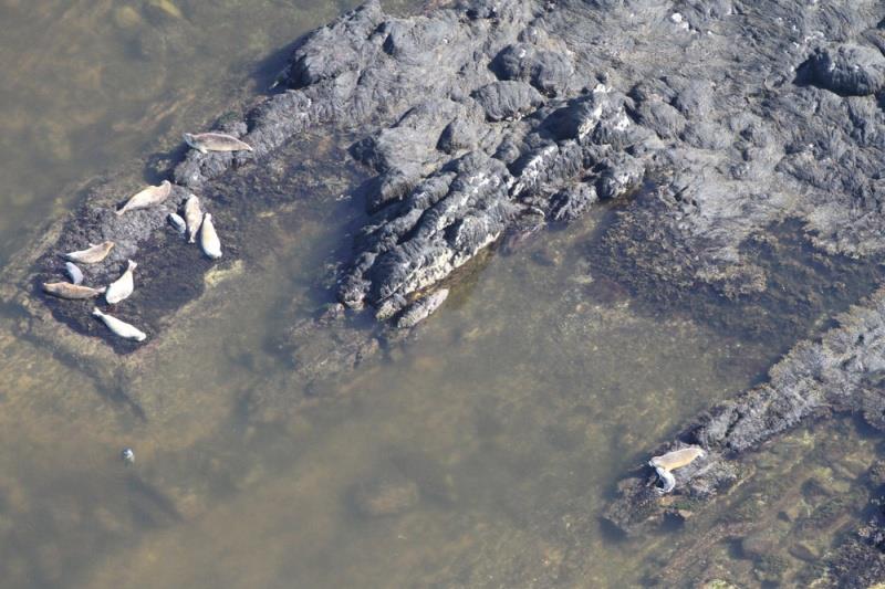 Harbor seals on Resolution Island in Maine during a 2012 harbor seal survey. A mother and pup are visible in lower right corner. Seals in Maine are found in remote rocky areas and are not as visible to public, while on Cape Cod they are on sand bars. - photo © NOAA Fisheries