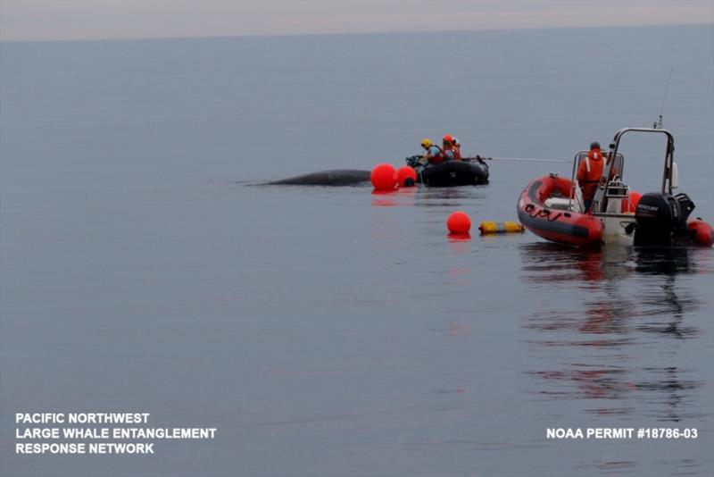 The entangled humpback whale surfaces near the response vessels. - photo © NOAA Fisheries