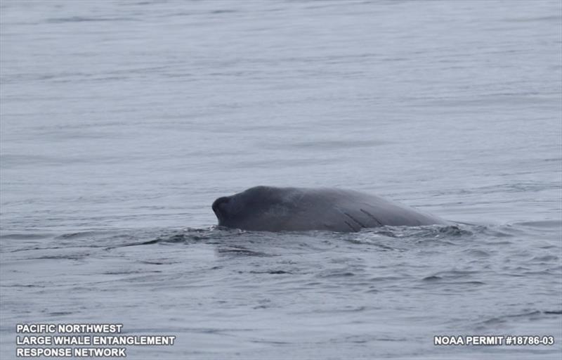 With ropes removed, the whale appeared to be in good condition and was swimming normally. - photo © NOAA Fisheries