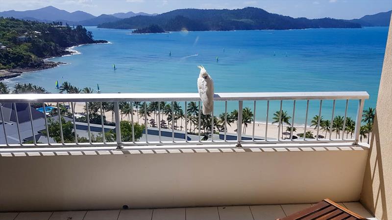 A view to die for - Hamilton Island - photo © Richard Gladwell