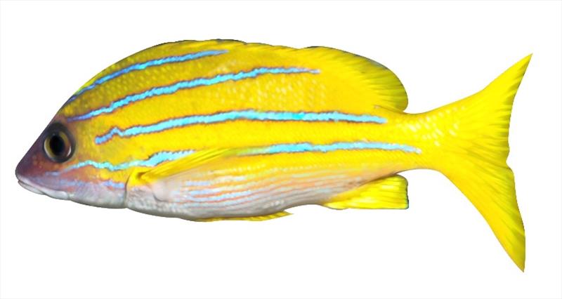 Bluestripe snapper (Lutjanus kasmira) - photo © NOAA Fisheries