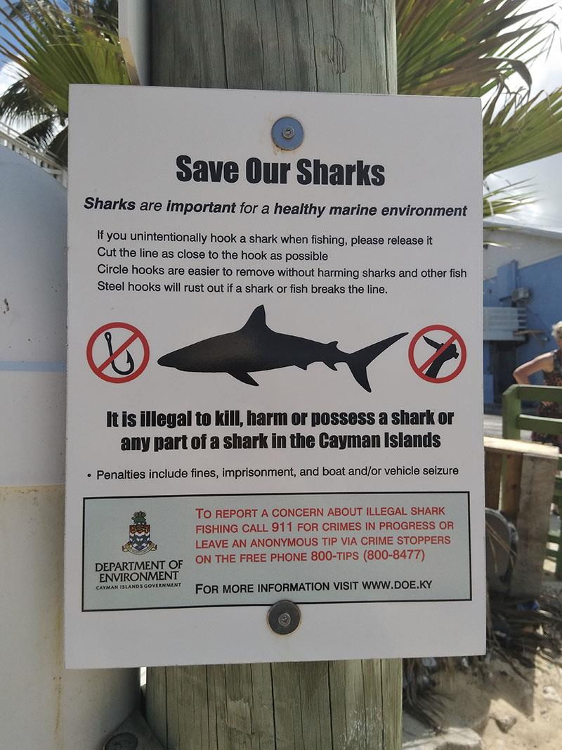 Info on what to do if you hook a shark photo copyright Mission Ocean taken at 