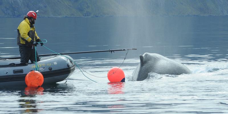 NOAA Fisheries' John Moran reaches with a pole to cut a line entangling a humpback whale in Dutch Harbor, Alaska photo copyright NOAA Fisheries taken at 