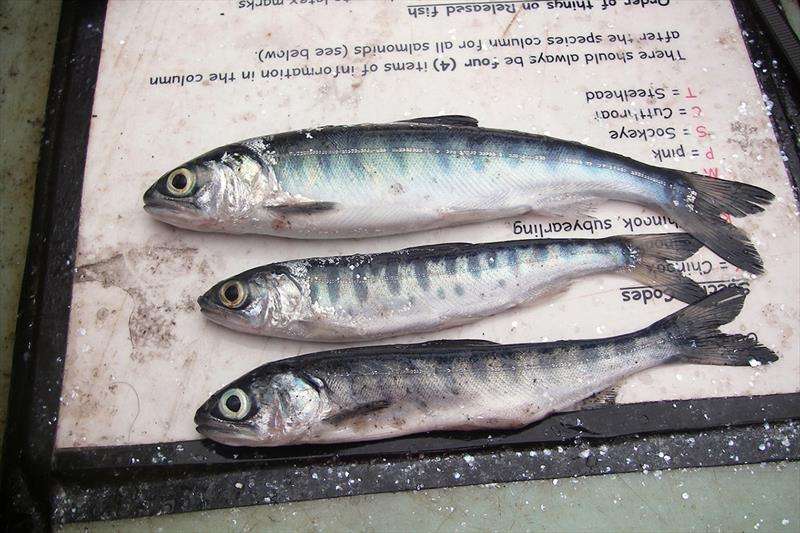 Many coho salmon that went to sea during the Blob years struggled to find food, appearing thin compared to more successful fish photo copyright NOAA Fisheries taken at 