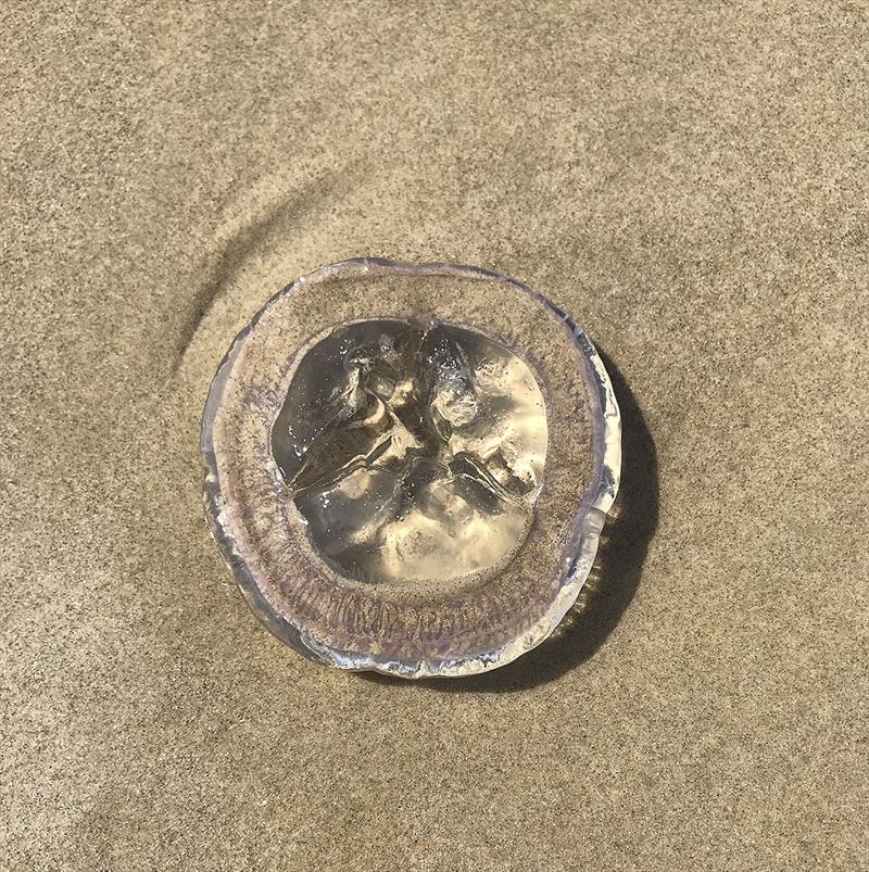 Transparent jellyfish on the beach photo copyright John Curnow taken at 