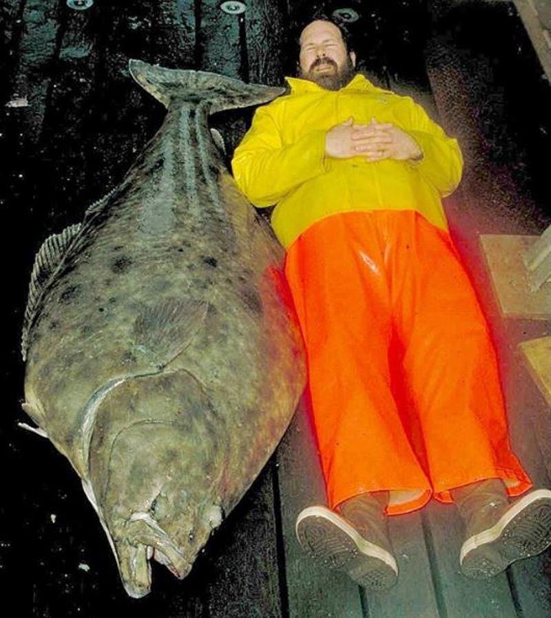 An Alaska Fisheries Science Center Researcher next to an Alaskan halibut. - photo © NOAA Fisheries
