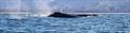All of the inhabitants at Coffs Harbour put on a real show © John Curnow
