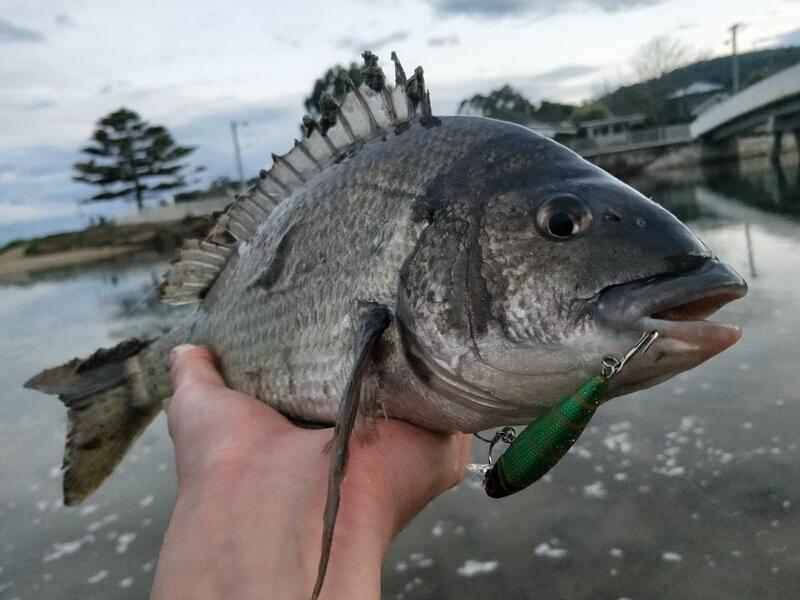 Bream love Green gold lures - photo © Carl Hyland