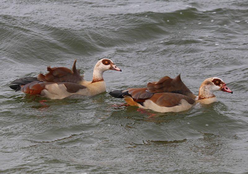 Special guests for week 5 of the Alton Water 2020 Fox's Chandlery & Anglian Water Frostbite Series photo copyright Tim Bees taken at Alton Water Sports Centre