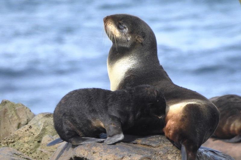 A northern fur seal mother cares for her pup between foraging trips photo copyright NOAA Fisheries taken at 