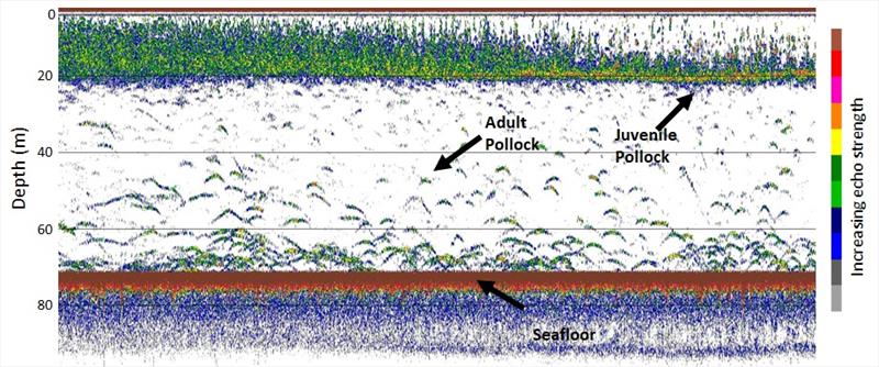 Example of saildrone echosounder record. Juvenile pollock are near the surface, while adults are near the seafloor photo copyright NOAA Fisheries taken at 