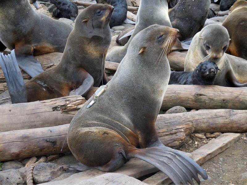 A female northern fur seal equipped with a satellite tag that will transmit her location at sea. - photo © NOAA Fisheries