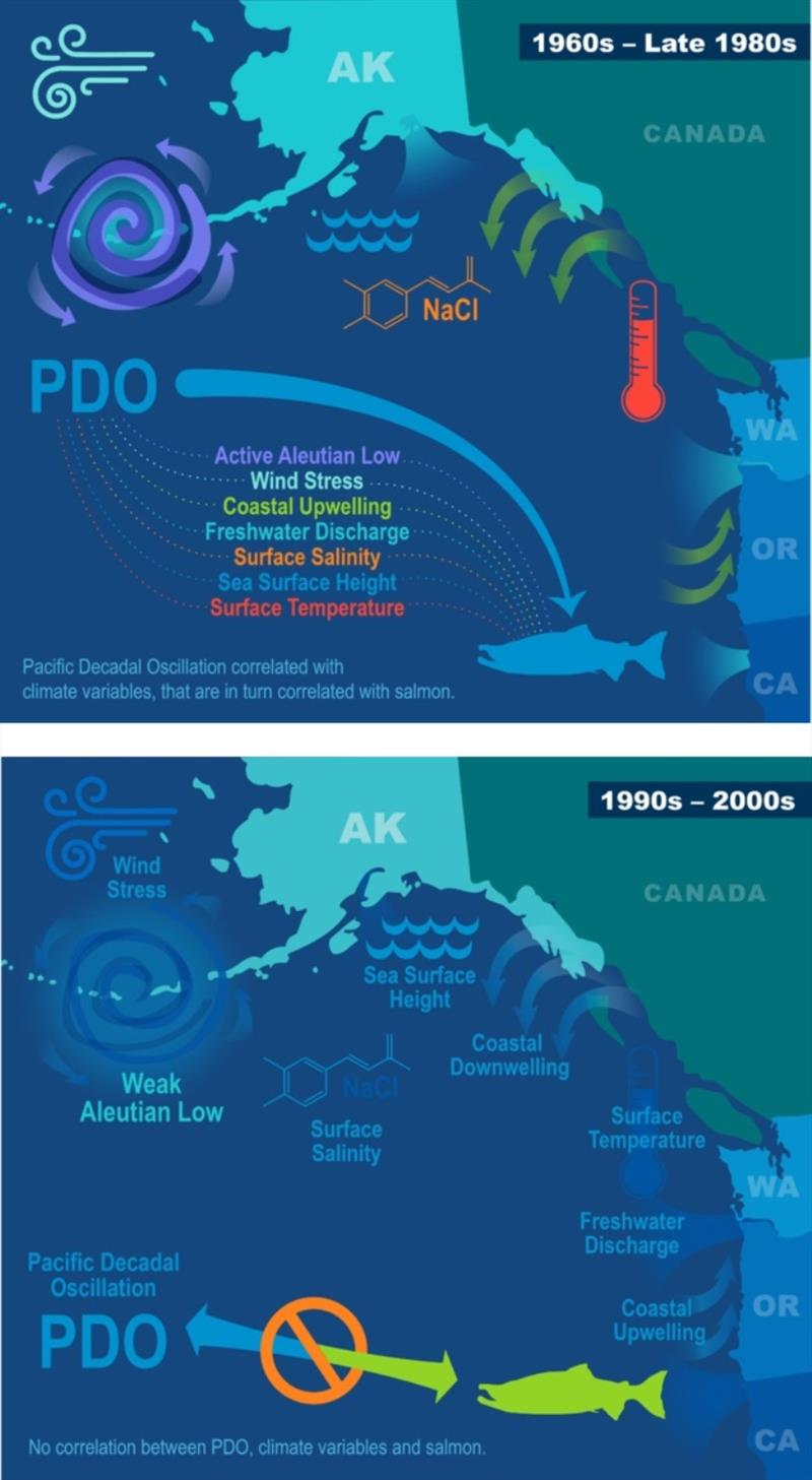For decades there was a correlation between Pacific Decadal Oscillation and salmon abundance trends photo copyright NOAA Fisheries taken at 