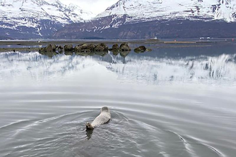 The rescued harbor seal is released into its natural habitat. - photo © Lauren Altieri