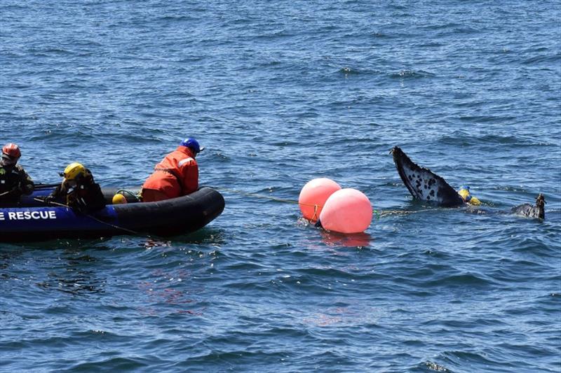 Entanglement response team approaches humpback whale in Monterey Bay to cut away entangling lines on Monday. - photo © NOAA Fisheries / West Coast Large Whale Entanglement Response Program