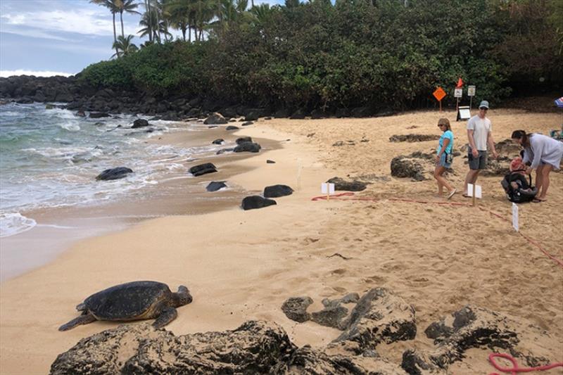 Threatened Hawaiian green turtles now frequent heavily visited beaches, making it hard for them to find space to rest without close encounters with humans. If you encounter them, maintain at least a 3 meter viewing distance to avoid disrupting them photo copyright NOAA Fisheries / Marylou Staman taken at 
