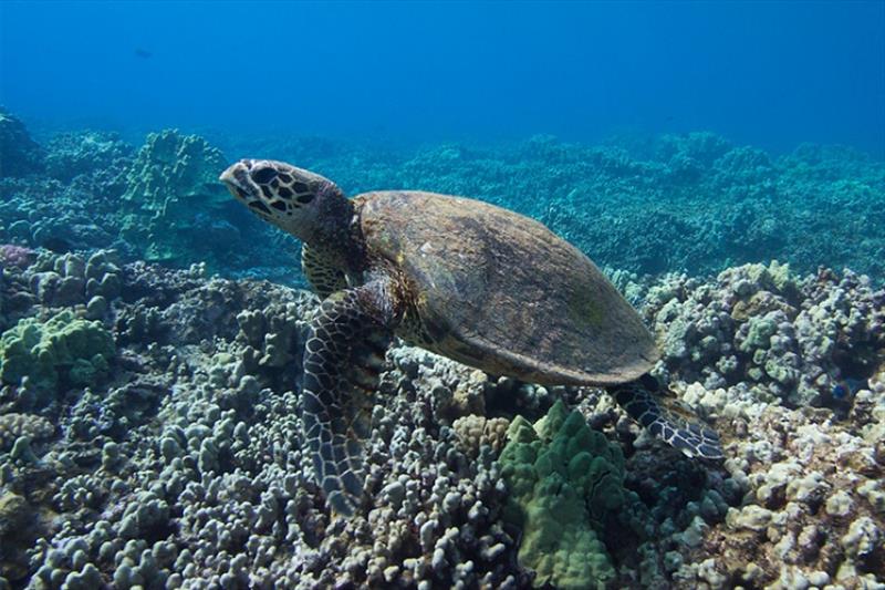 A Hawaiian hawksbill turtle swims underwater photo copyright NOAA Fisheries taken at 